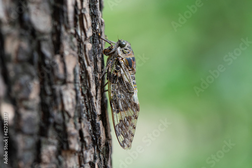 Small cicada ,Platypleura kaempferi on the tree.