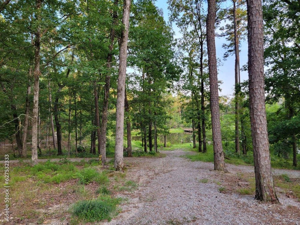 Trail through Trees in Ouachita National Forest, Arkansas Trail through Trees in Ouachita National Forest, Arkansas
