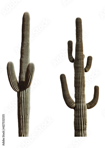 cactus in the desert transparent for asset photo