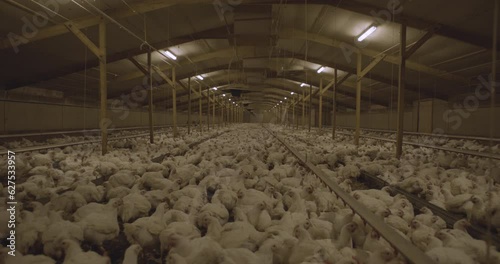 Industrial Chicken Factory Farm - United Kingdom