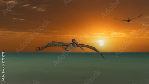 The brown pelican (Pelecanus occidentalis) is a large bird of the pelican family