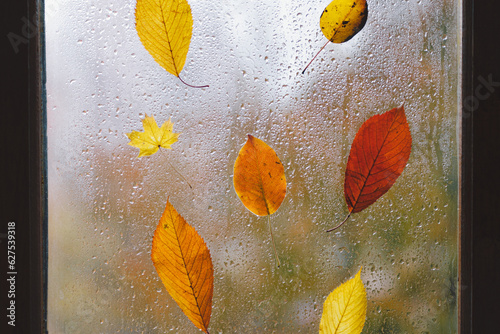 Autumn leaves stuck to the window that gets wet from rain drops. Autumn home decor. Cozy fall mood.