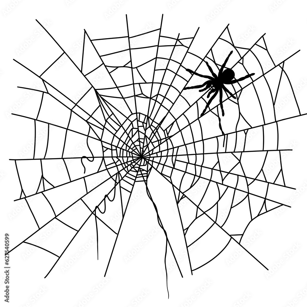 Obraz premium Halloween spider web and spider black doodle outline.