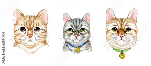 Obraz na plátně Cute tabby cat portrait set