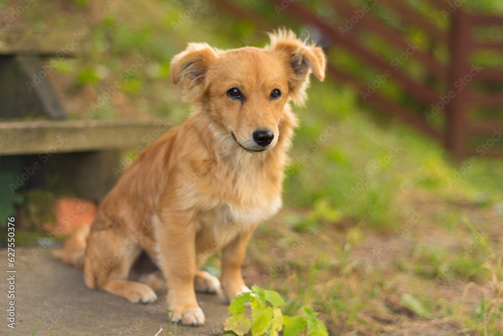 golden retriever puppy