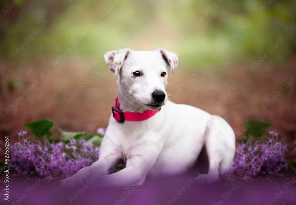 Portrait of a dog sitting in a lilac tree.