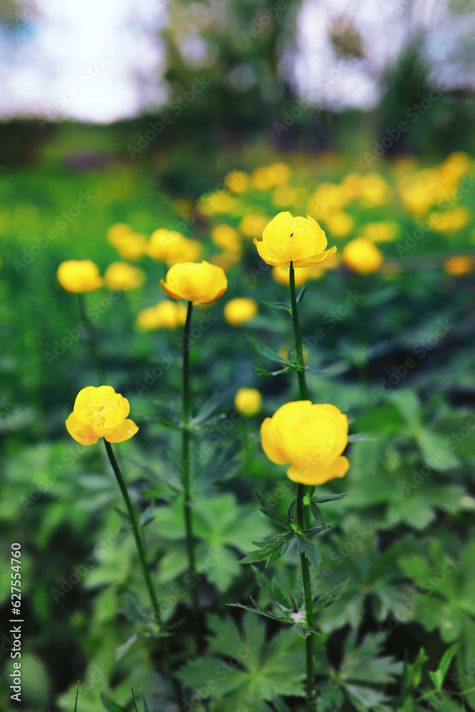 Obraz premium Plants and flowers macro. Detail of petals and leaves at sunset. Natural nature background.