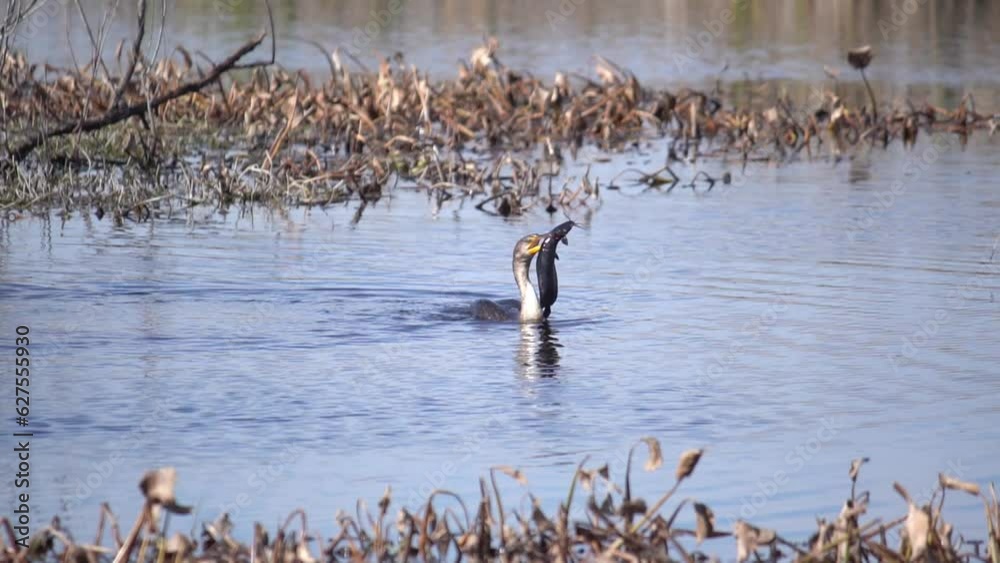 Anhinga with catfish in its mouth