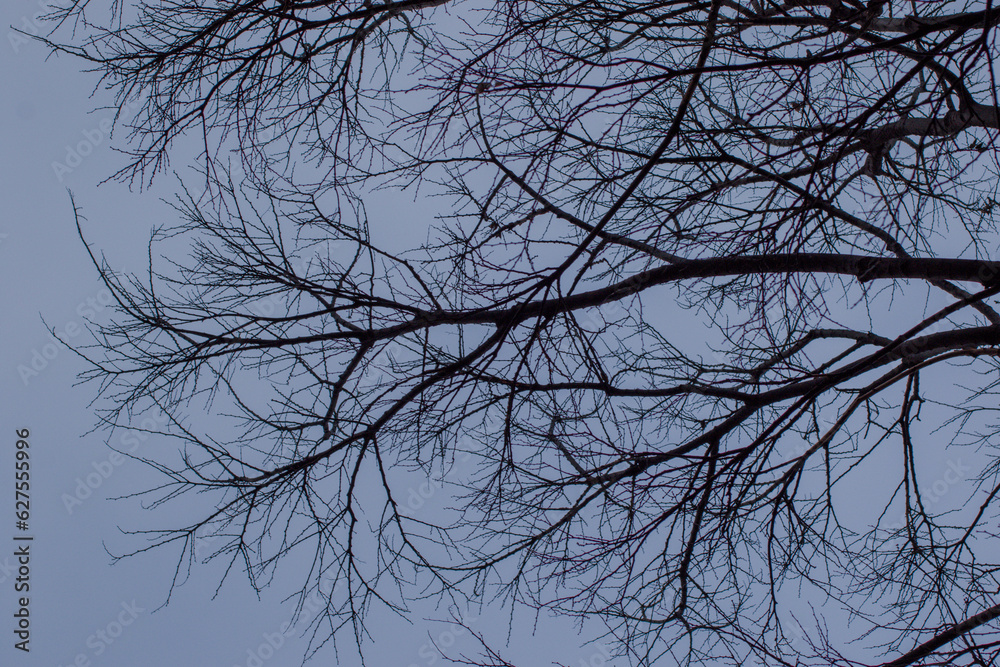 Bare branches of a tree silhouetted against a cold winter sky Bare branches of a tree silhouetted against a cold winter sky