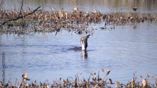 Anhinga with catfish in its mouth
