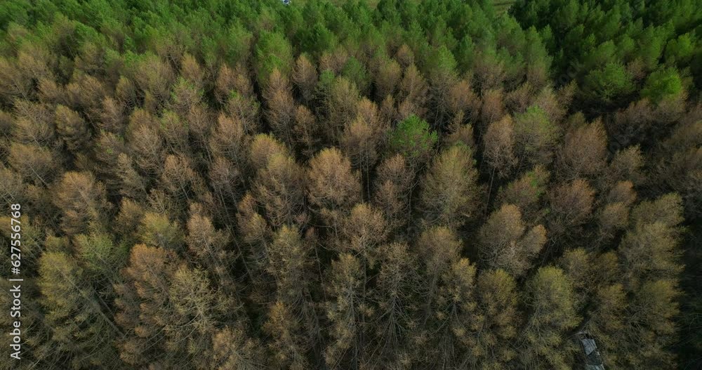 Aerial shot of coniferous trees in the forest that have suffered from the invasion of silkworm pests.