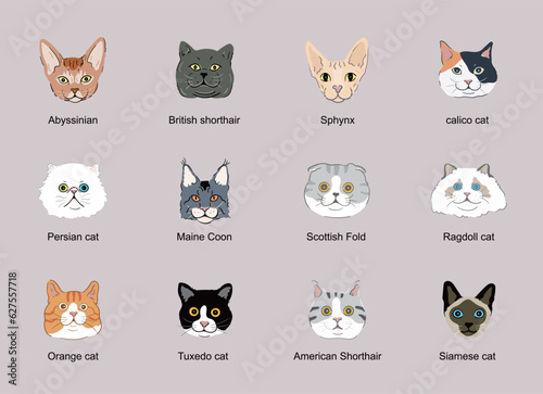 Cat face head set ,cat breeds portraits collection isolated 