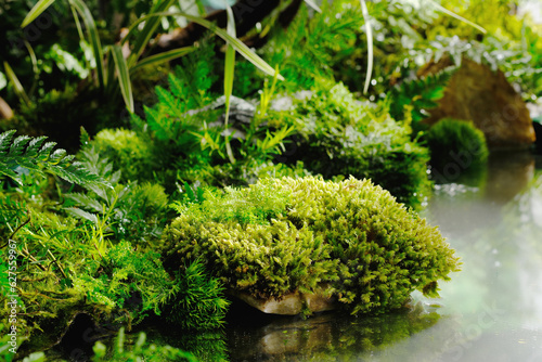 Natural forest scene with many types of plant and moss. Fresh leaves decorated. A lake with transparent water. Blank space for organic product presentation