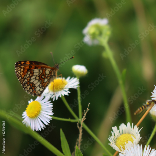 False heath Fritillary butterfly on fleabane daisy flowers. Melitaea diamina on  Erigeron annuus flowers © saratm