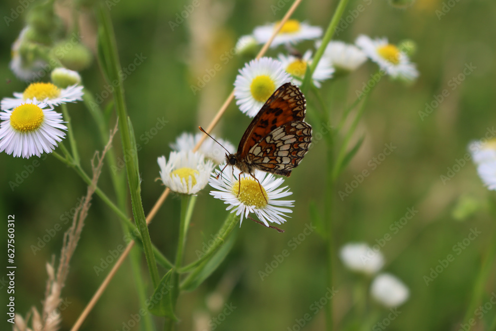 False heath Fritillary butterfly on fleabane daisy flowers. Melitaea diamina on Erigeron annuus flowers False heath Fritillary butterfly on fleabane daisy flowers. Melitaea diamina on Erigeron annuus flowers