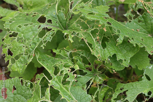 Close-up of green Lunaria annua or Honesty plant damaged by slugs on summer 