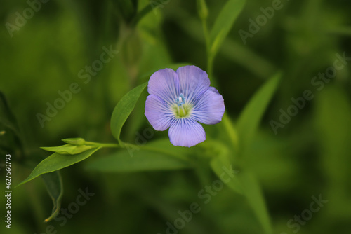 Close-up of blue Flax flower on plant. Linum usitatissimum  photo