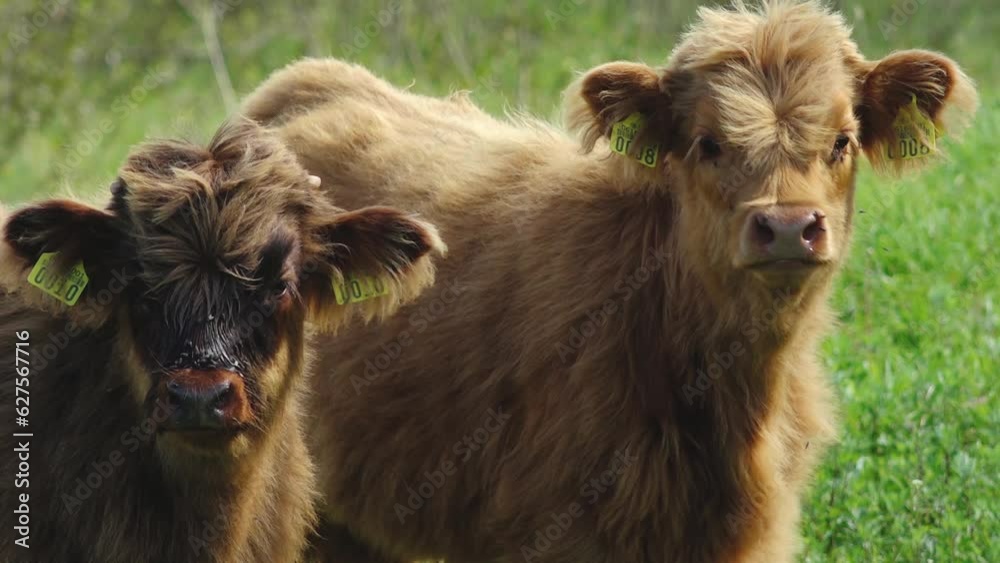 Highland Cattle Is On meadow. Hairy cows graze in a meadow. The head of a Scottish Highland cow in close up. Highland Cattle Is On meadow. Hairy cows graze in a meadow. The head of a Scottish Highland cow in close up.