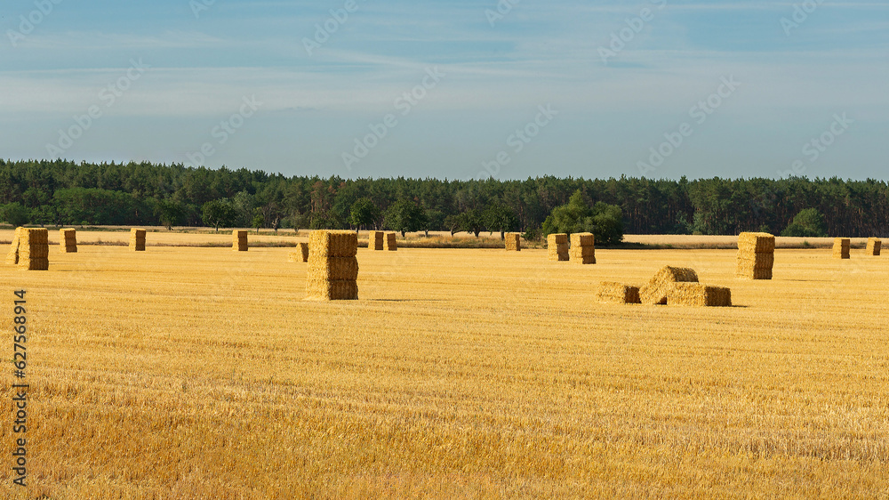 Ernte in der Altmark