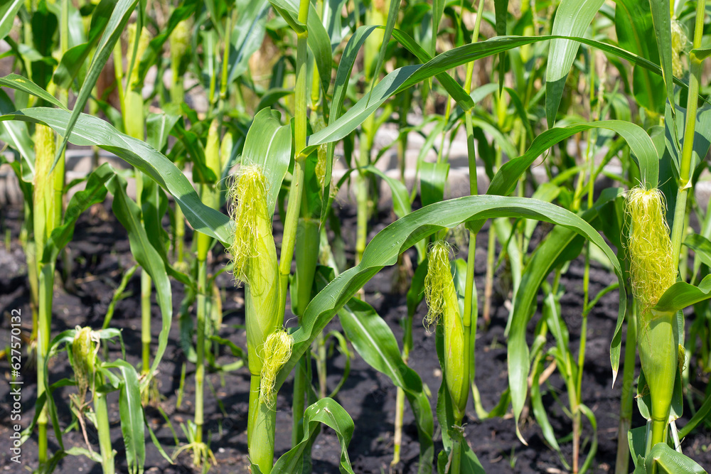 Fototapeta premium Baby corn fruit on tree. Corn field