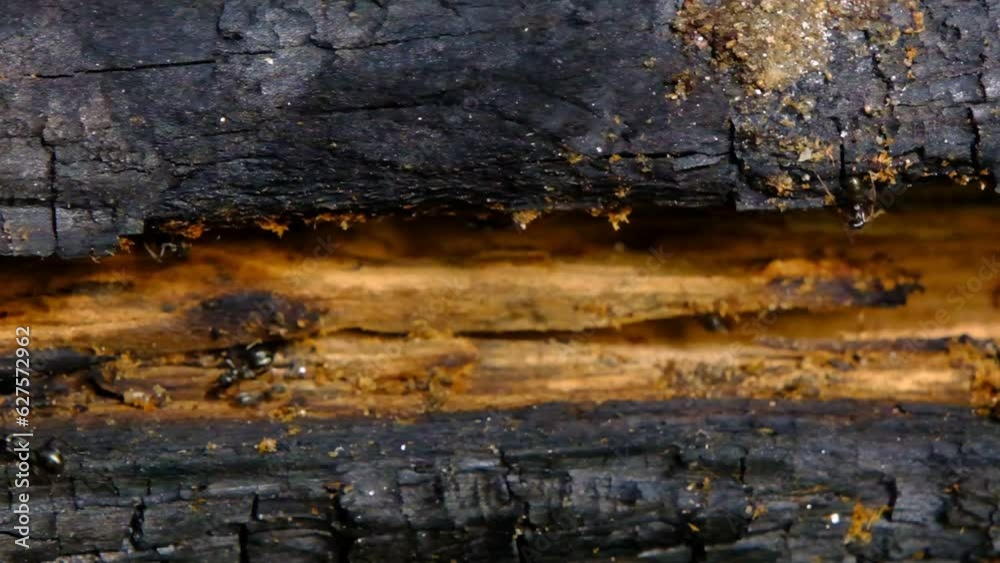 black ants on a rotten log black ants on a rotten log