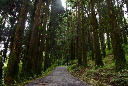 path in the pine forest in dowhill in darjeeling 