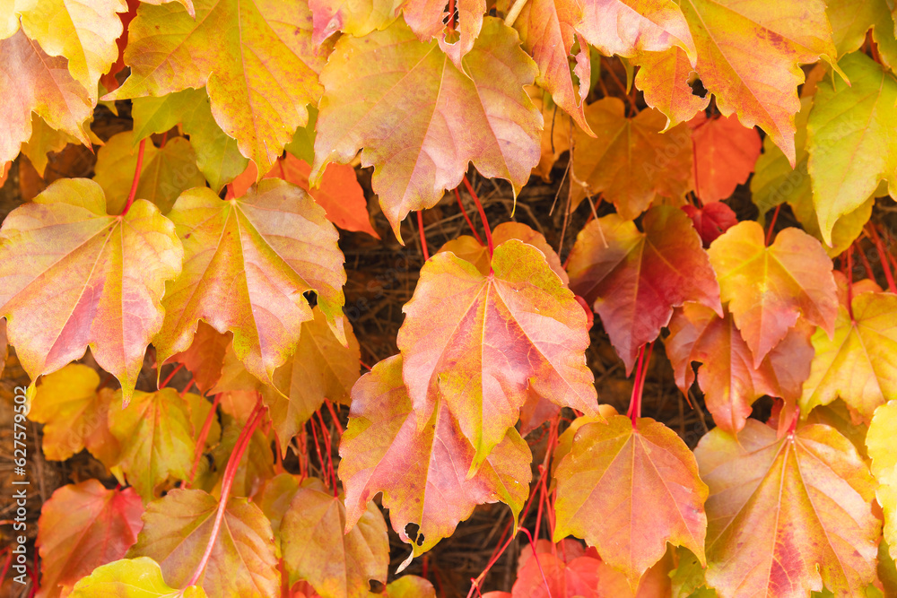 Full frame of orange, yellow and red vine leaves in sunny garden Full frame of orange, yellow and red vine leaves in sunny garden