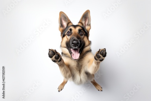 Cute Dog Portraying Emotive Faces  Playful German Shepherd on White  Captured through Unique Aerial Photography Techniques  generative ai