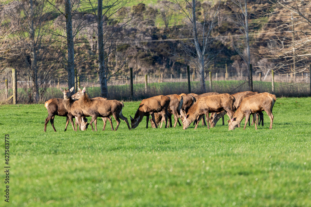 Photograph of farmed Deer grazing in a large green agricultural field on the South Island of New Zealand