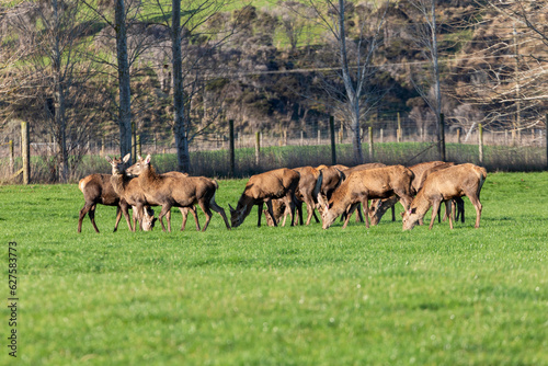 Photograph of farmed Deer grazing in a large green agricultural field on the South Island of New Zealand