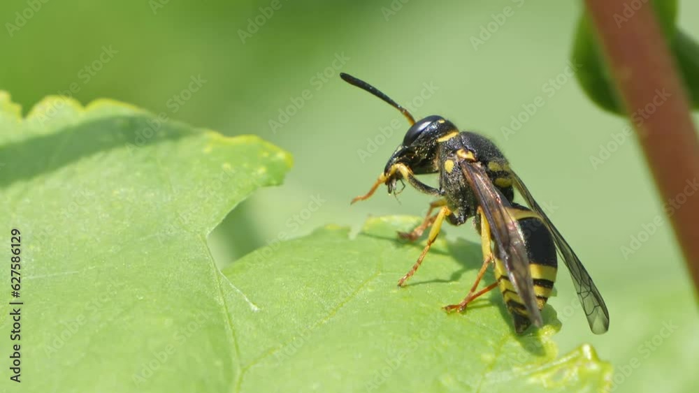 Black wasp perched on green leaves. macro clips.
Black wasp perched on green leaves. macro clips.