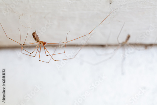 Pholcus phalangioides. Long-legged spiders hanging from their webs.