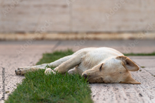 dog sleeping outside