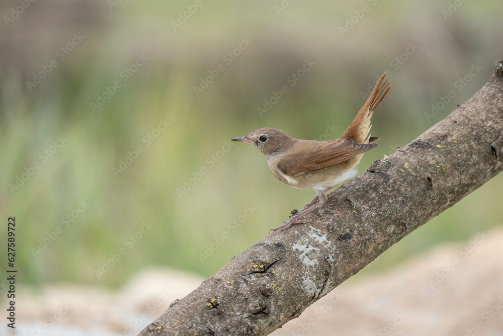 Common Nightingale on the branch
Common Nightingale on the branch
