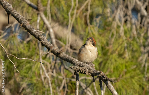 Woodchat Shrike onthe branch