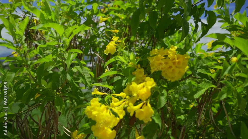 A flowering tree. Tropical tree flowers on a sunny summer day. A flowering tree. Tropical tree flowers on a sunny summer day.