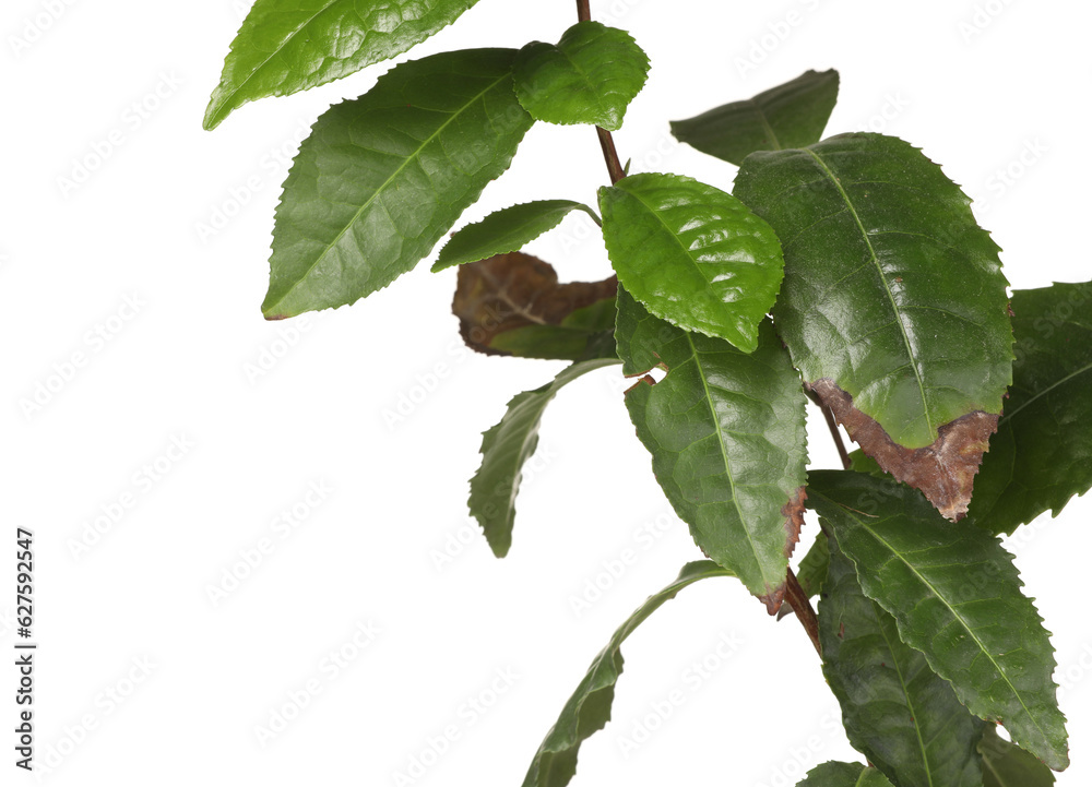 Fototapeta premium Houseplant with damaged leaves on white background, closeup