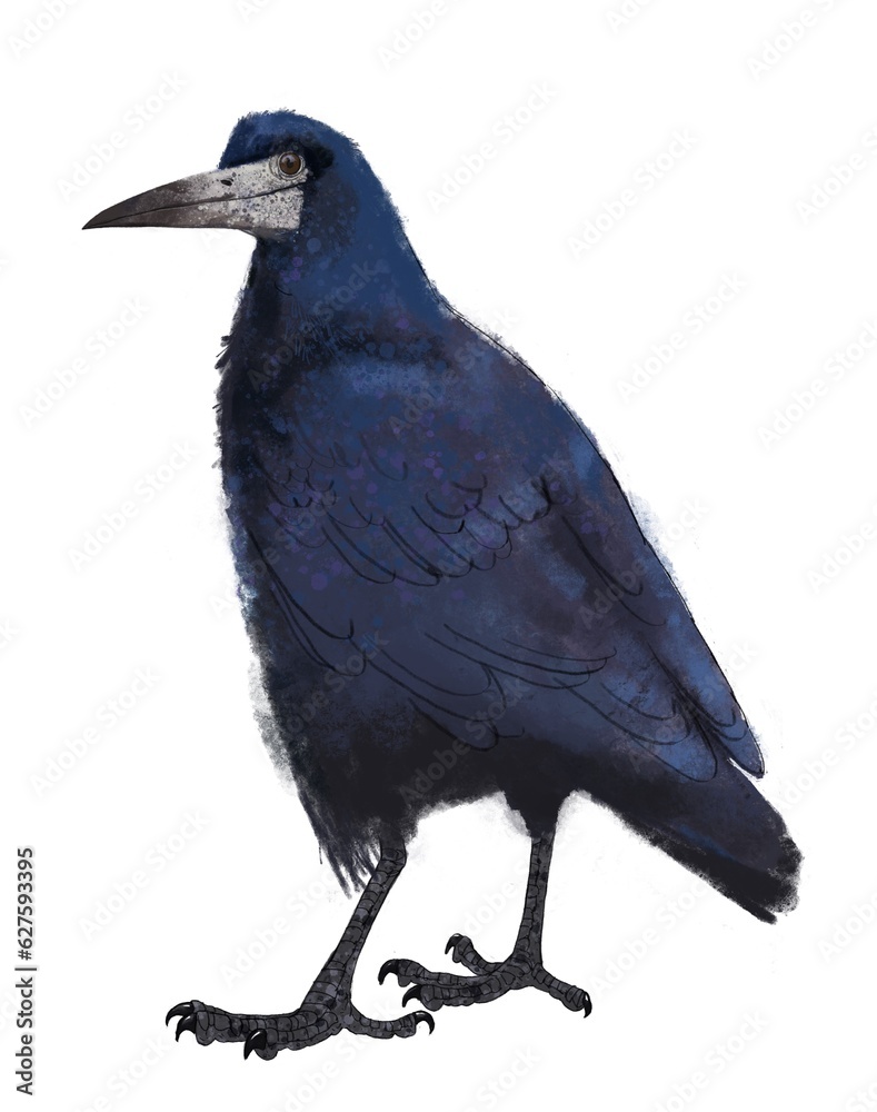 Fototapeta premium crow on white background