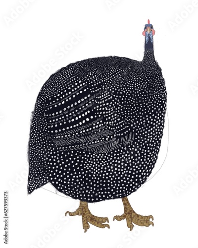 Φωτογραφία Fat guinea fowl on a white background