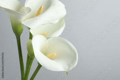 Cuadro en lienzo Beautiful calla lily flowers on white background, closeup
