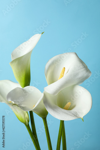 Beautiful calla lily flowers on light blue background