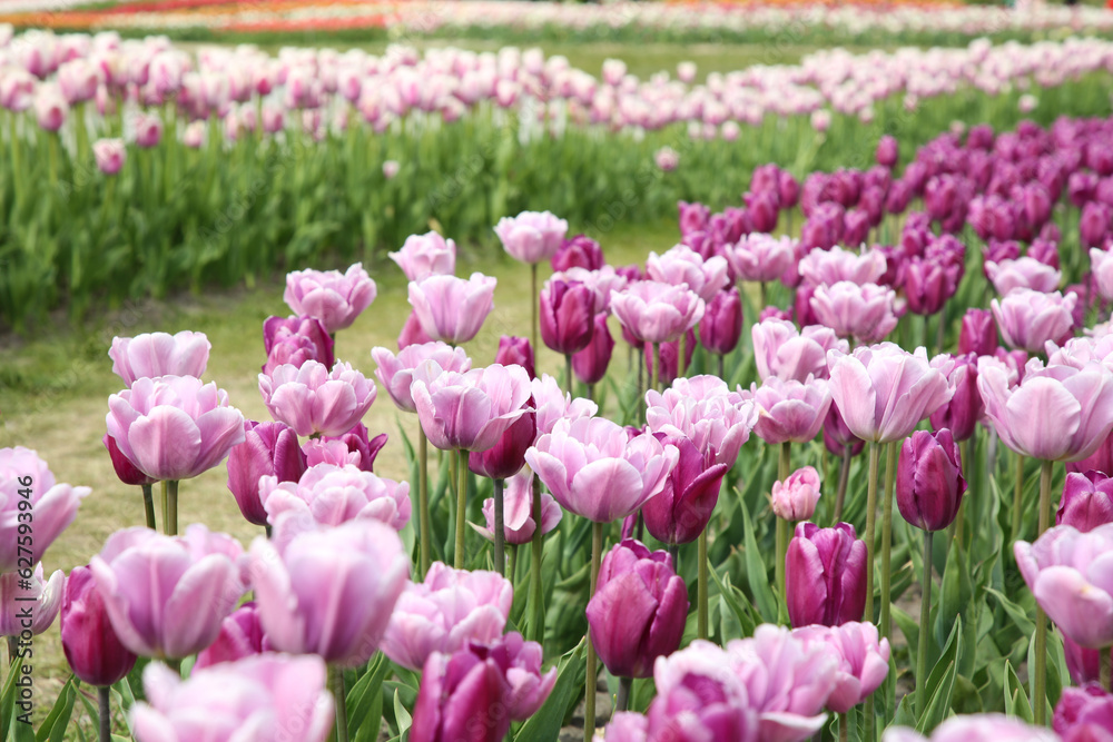 Beautiful colorful tulip flowers growing in field Beautiful colorful tulip flowers growing in field