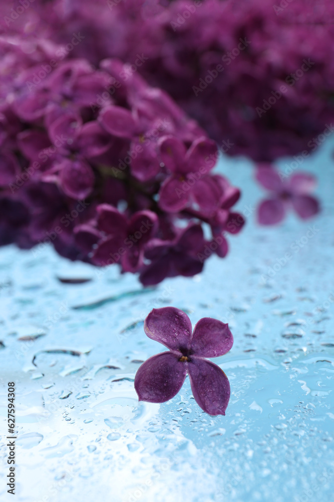 Obraz premium Beautiful wet lilac flowers on light blue glass surface, closeup
