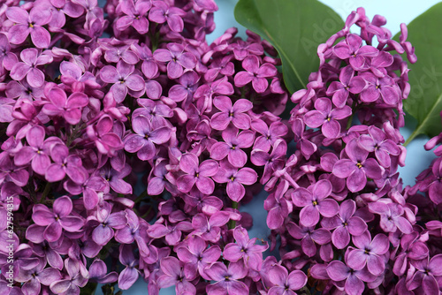 Fototapeta Naklejka Na Ścianę i Meble -  Closeup view of beautiful lilac flowers as background