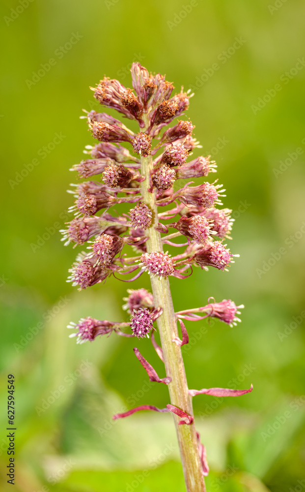 pink inflorescence of butterbur (Petasites hybridus)