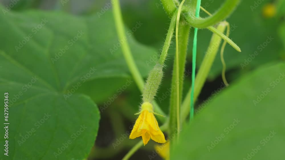 close-up small cucumber with a flower grows. selective focus.growing cucumbers in a greenhouse. agriculture, growing vegetables on a plantation close-up small cucumber with a flower grows. selective focus.growing cucumbers in a greenhouse. agriculture, growing vegetables on a plantation