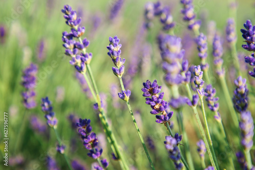 Beautiful blooming lavender growing in field, closeup. Space for text © New Africa