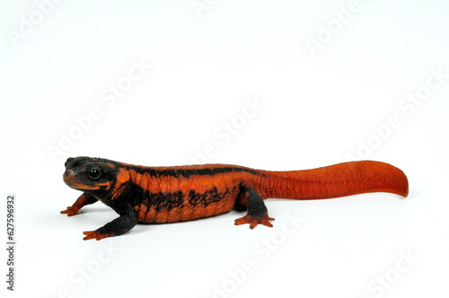 Red-tailed knobby newt // Kweichow-Krokodilmolch  (Tylototriton kweichowensis) photo