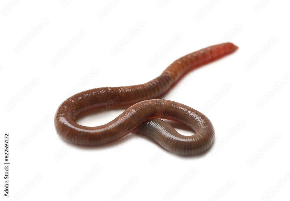 One earthworm isolated on white. Terrestrial invertebrates One earthworm isolated on white. Terrestrial invertebrates