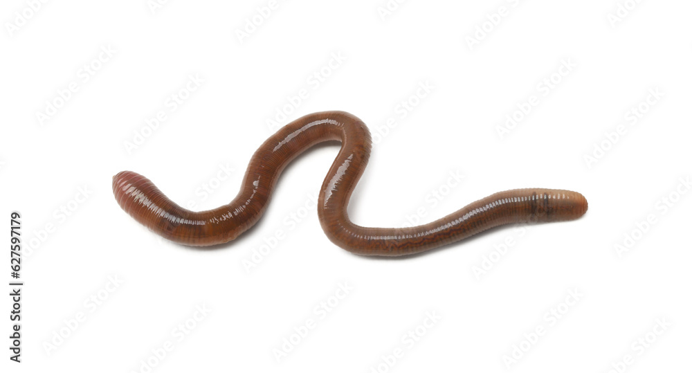 One earthworm isolated on white. Terrestrial invertebrates One earthworm isolated on white. Terrestrial invertebrates